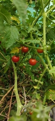 Solanum lycopersicum cerasiforme