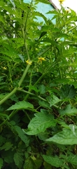 Solanum lycopersicum cerasiforme