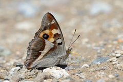 Apatura bieti