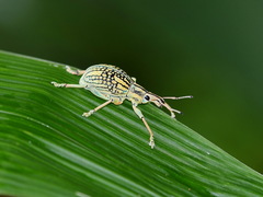 Celebia mundocostata