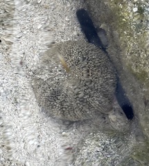 Bunodosoma granuliferum