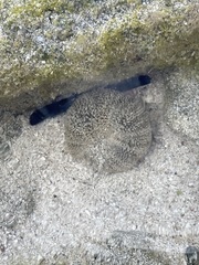Bunodosoma granuliferum