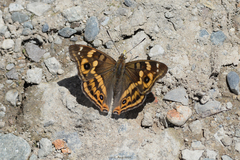 Apatura bieti
