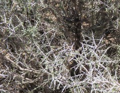 Condalia spathulata