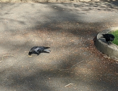 Corvus brachyrhynchos