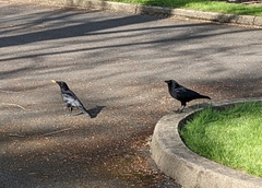 Corvus brachyrhynchos