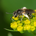 Golden-Alexanders Mining Bee - Photo (c) Heather Holm, some rights reserved (CC BY-NC), uploaded by Heather Holm