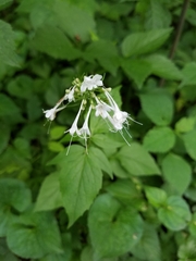 Valeriana pauciflora