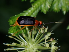 Paratriarius