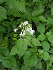 Valeriana pauciflora