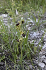 Ophrys sphegodes