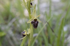Ophrys sphegodes