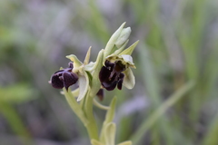 Ophrys sphegodes