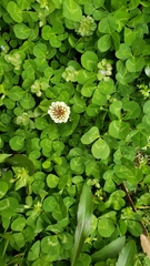 Trifolium repens
