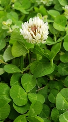 Trifolium repens