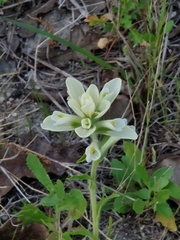 Castilleja indivisa