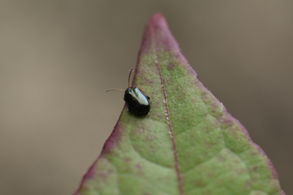 Hemipyxis changi