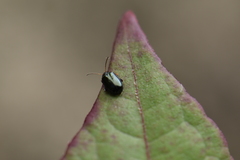 Hemipyxis changi