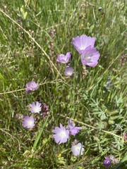 Sidalcea calycosa