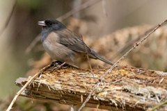 Junco hyemalis oreganus