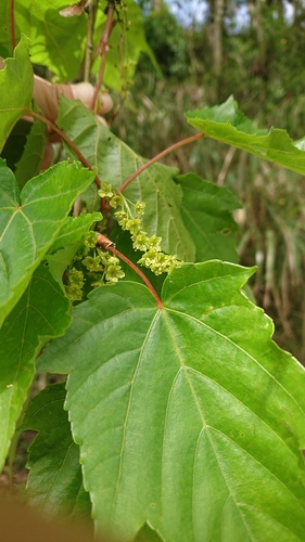 Image of Acer morrisonense by (c) 沈玟伶(Wen-Ling Shen), some rights reserved (CC BY)