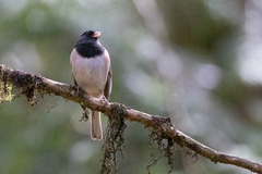 Junco hyemalis oreganus