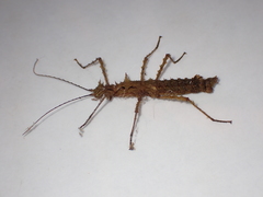 Parobrimus horridus