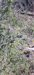 Condalia globosa globosa