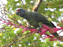 Amazona brasiliensis