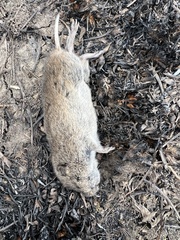 Microtus ochrogaster