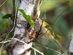 Hylophilus amaurocephalus