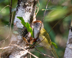 Hylophilus amaurocephalus