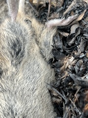 Microtus ochrogaster