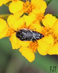 Acmaeodera mudgei