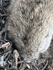 Microtus ochrogaster