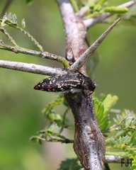 Acmaeodera mudgei