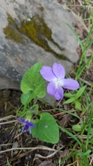 Viola novae-angliae
