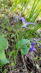 Viola novae-angliae