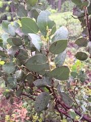 Arctostaphylos viscida