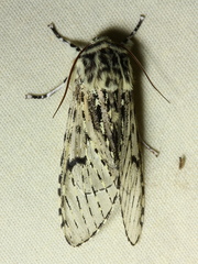 Pantheinae