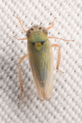 Gloridonus venditarius