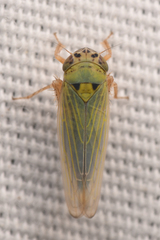 Gloridonus venditarius