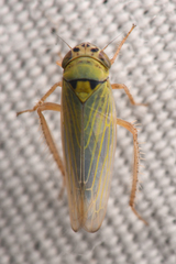 Gloridonus venditarius