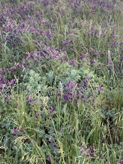 Vicia benghalensis
