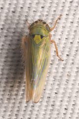 Gloridonus venditarius