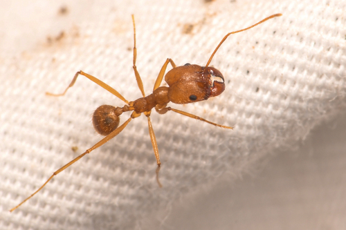 Vista Big-headed Ant