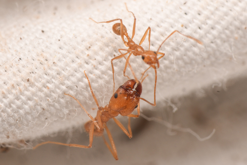 Vista Big-headed Ant photo 3