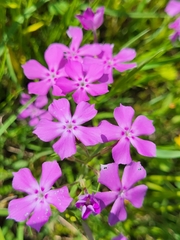 Phlox cuspidata