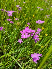 Phlox cuspidata