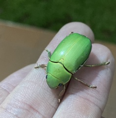 Chrysina